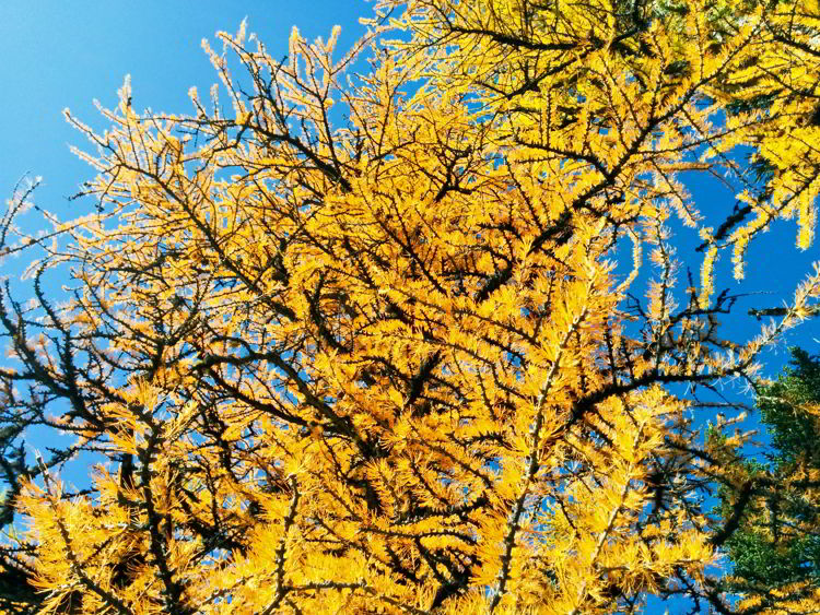 A close up image of a larch tree along the Larch Valley Trail in Banff National Park, Alberta, Canada. 