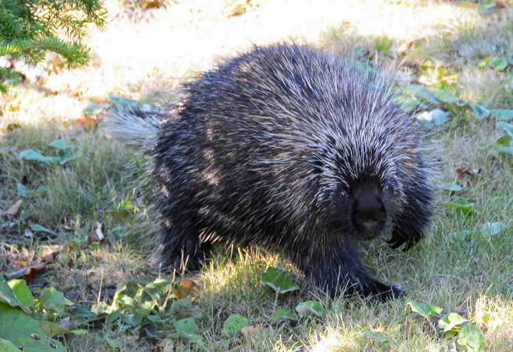 An image of a porcupine.