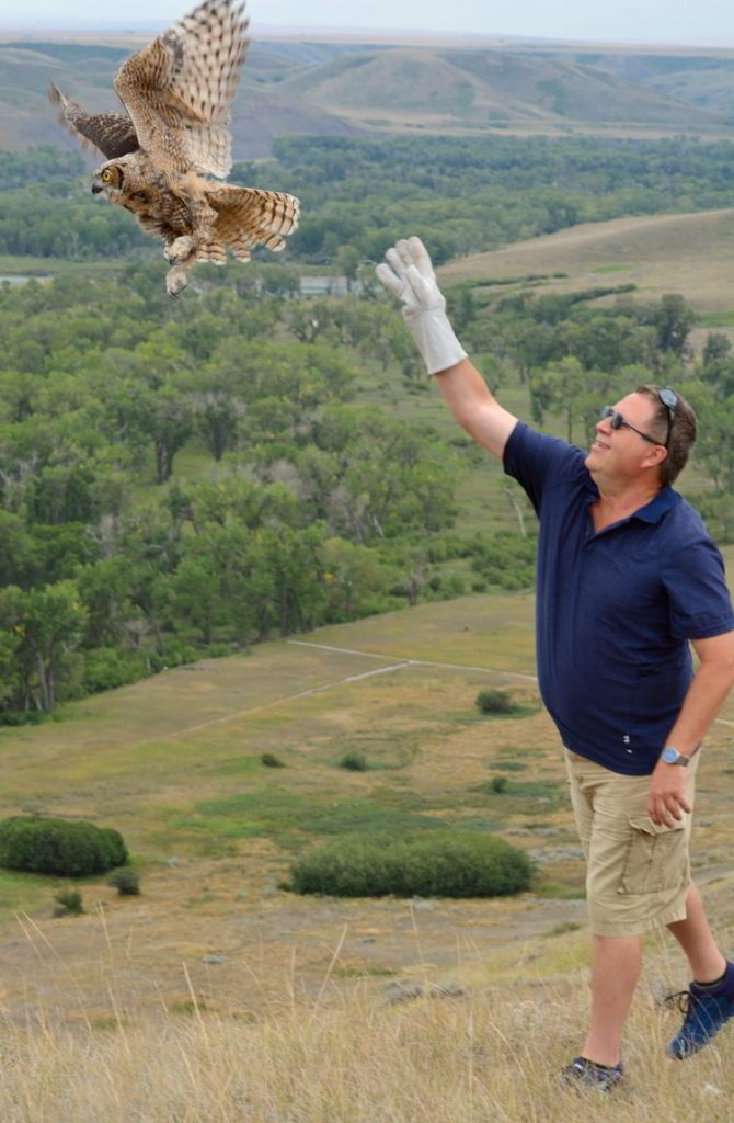 An image of a man releasing a Great Horned owl near Lethbridge, Alberta - Alberta Birds of Prey Centre. 