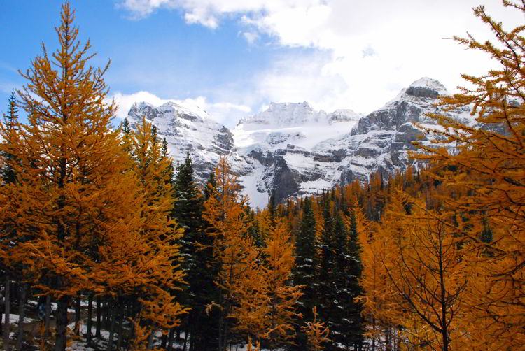 An image of snow dusted mountain peaks and golden larches on the Larch Valley Hike in Banff National Park, Alberta, Canada. 