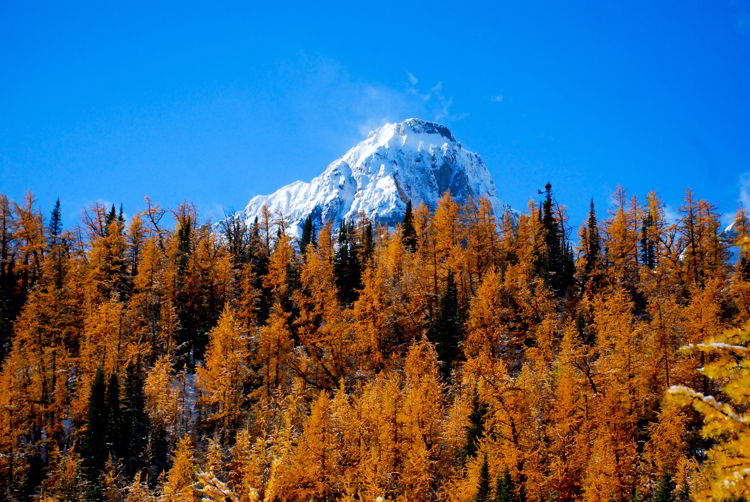 An image of a snow capped mountain peak surrounded by golden larches on the Larch Valley hike in Banff National Park, Alberta, Canada. 