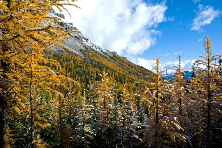 An image of the beautiful golden larches in the conifer forest along the Larch Valley hike in Banff National Park, Alberta, Canada. 