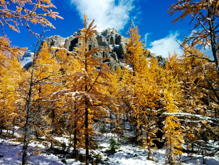An image of snow dusted mountain peaks and golden larches on the Larch Valley Hike in Banff National Park, Alberta, Canada. 