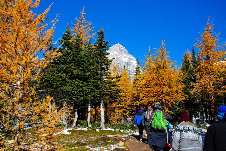 An image of a group of people on the Larch Valley hike in Banff National Park Alberta in autumn.