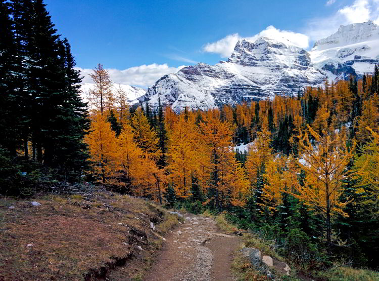 An image of the trail near Sentinel Pass in Banff National Park during larch season.