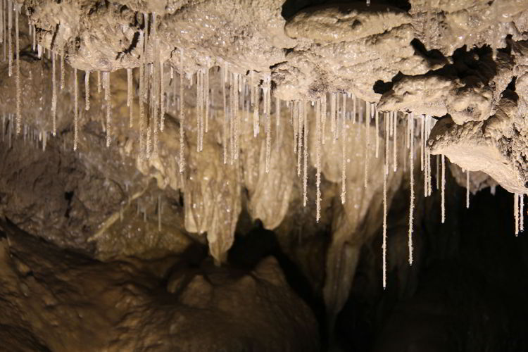 An image of soda straw stalactites inside the Rat's Nest Cave near Canmore, Alberta, Canada.