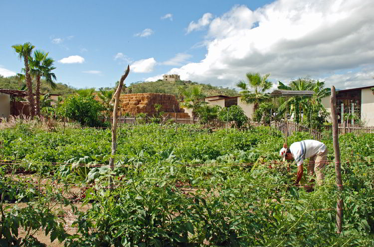An image of the organic vegetable fields at Flora Farms in Los Cabos.