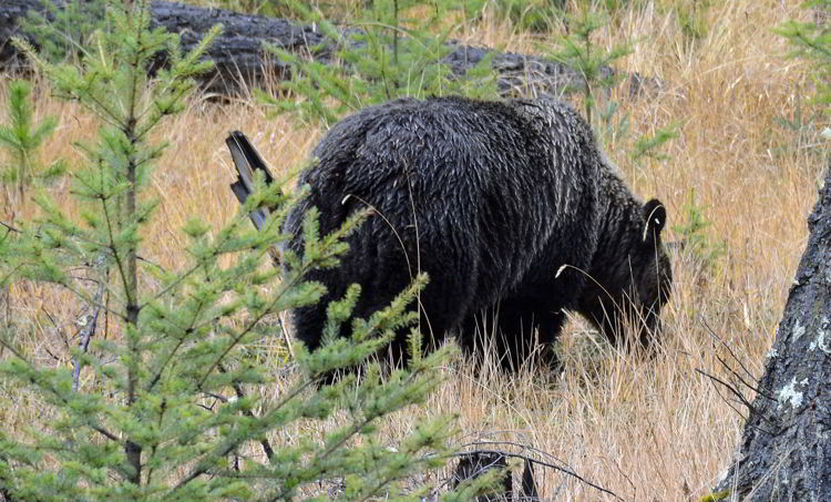 An image of a grizzly bear in Jasper National Park, Alberta, Canada. 