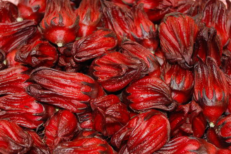 An image of hibiscus flowers at Flora Farms in Cabo San Lucasm Mexico.