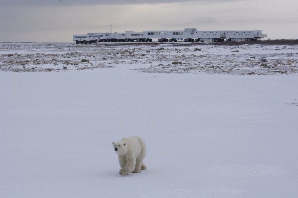 An image of the Tundra Buggy Lodge in Churchill, Manitoba with a polar bear in front of it. 