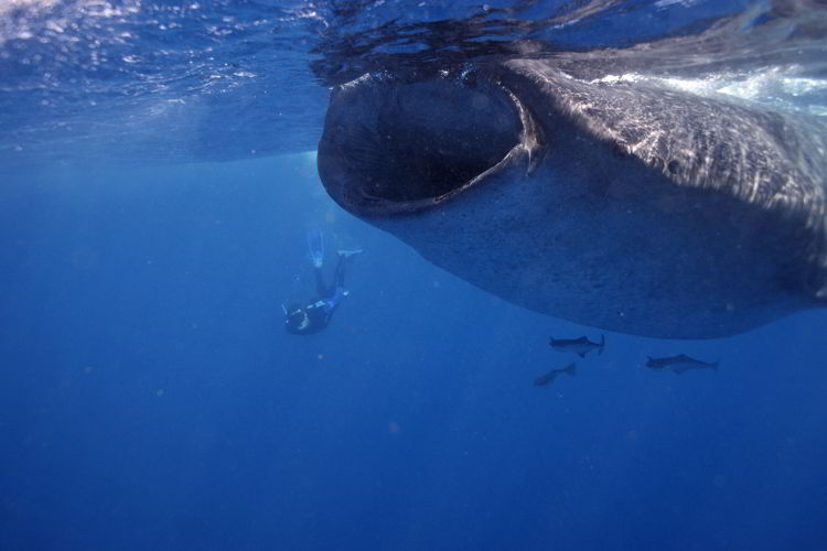 An image of a person snorkeling with Whale Sharks near Isla Mujeres.