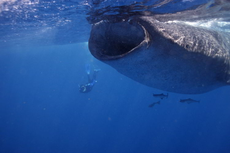 An image of a person snorkeling with Whale Sharks near Isla Mujeres. 