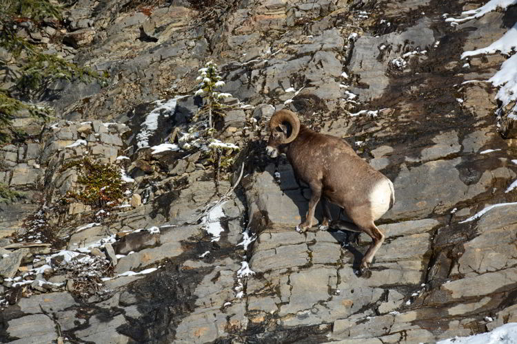 An image of a bighorn sheep ram climbing up a rock face in Jasper National Park, Alberta, Canada - Jasper Wildlife watching.