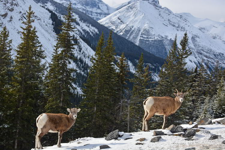 An image of a female and juvenile bighorn sheep seen along the Icefields Parkway in Jasper National Park, Alberta, Canada. 