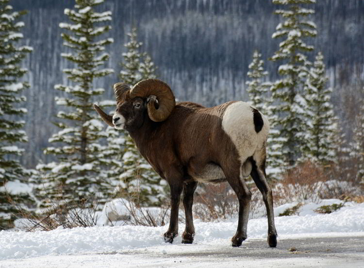 An image of a bighorn sheep ram on the Maligne Lake Road in Jasper National Park, Alberta, Canada - Jasper Wildlife Watching.