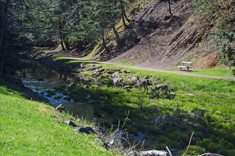 An image of Victoria Park in Truro, Nova Scotia - Things to do in Truro.