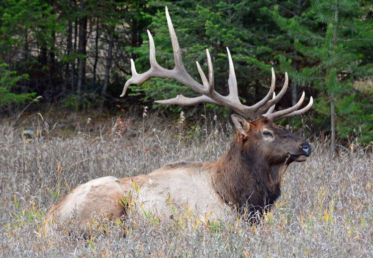 An image of a large bull elk in Jasper National Park, Alberta, Canada - Jasper Wildlife Watching.