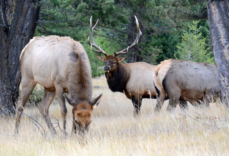 An image of a bull elk with some females in Jasper National Park in Alberta, Canada. Virtual tours