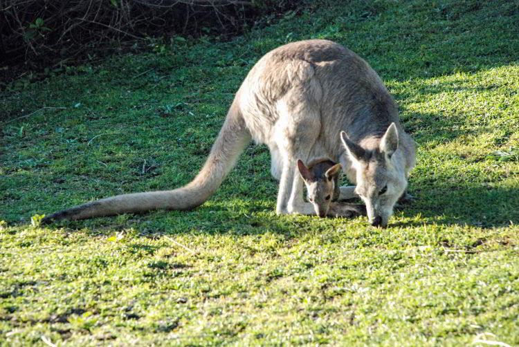 An image of a female kangaroo with a baby in her pouch in Queensland, Australia.  