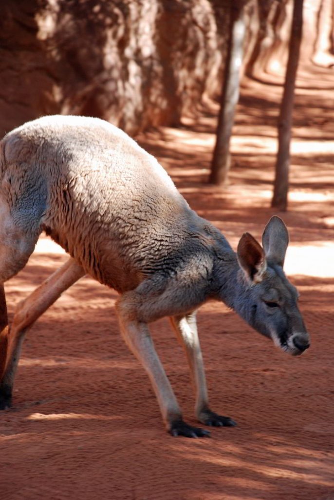 An image of a big grey Kangaroo in Queenland, Australia.