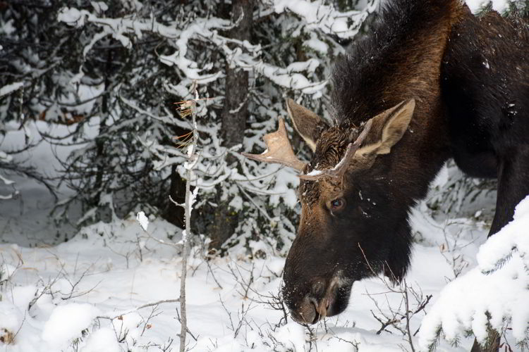 A  close up photo of a young bull moose in Jasper National Park, Alberta, Canada - Jasper wildlife watching.