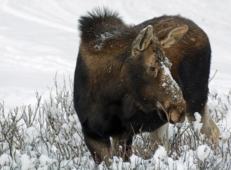 An image of a female moose nibbling on some brush near Maligne Lake in Jasper National Park, Alberta, Canada - Jasper Wildlife Watching. 