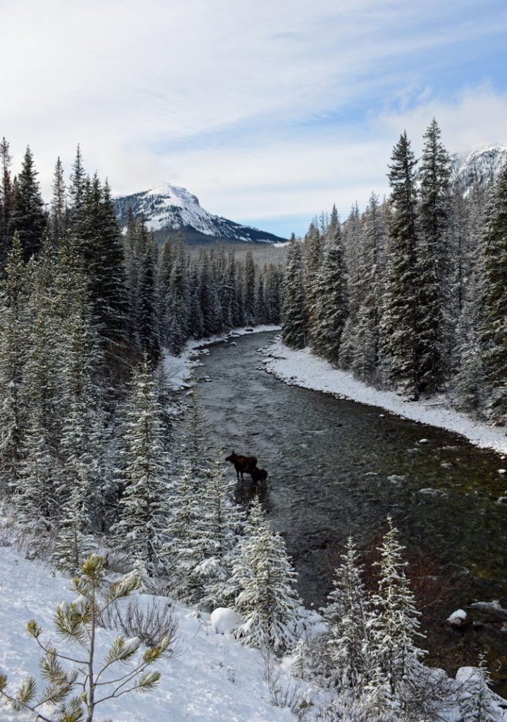 An image of a female moose and calf crossing a river in Jasper National Park, Alberta, Canada.  