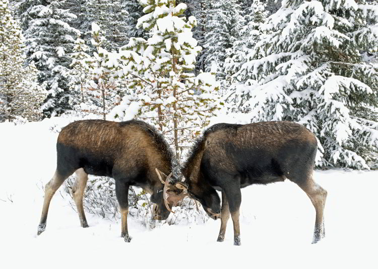 An image of two bull moose fighting in Jasper National Park, Alberta, Canada - Jasper Wildlife viewing.