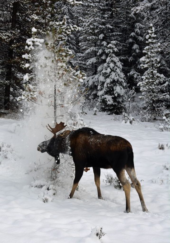 An image of a young moose taking a snow shower in Jasper National Park, Alberta, Canada - Jasper Wildlife Watching.