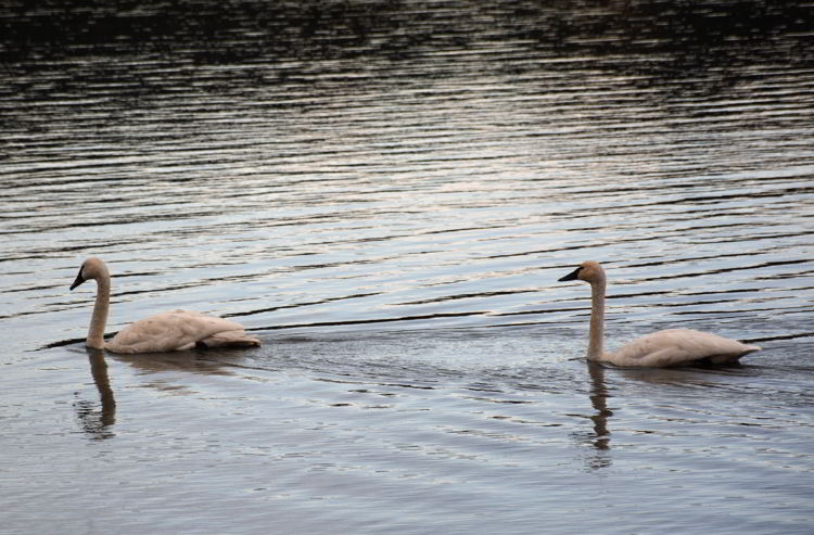 An image of two swans on Lake Beauvert in Jasper National Park., Alberta, Canada - Jasper Wildlife Watching. 