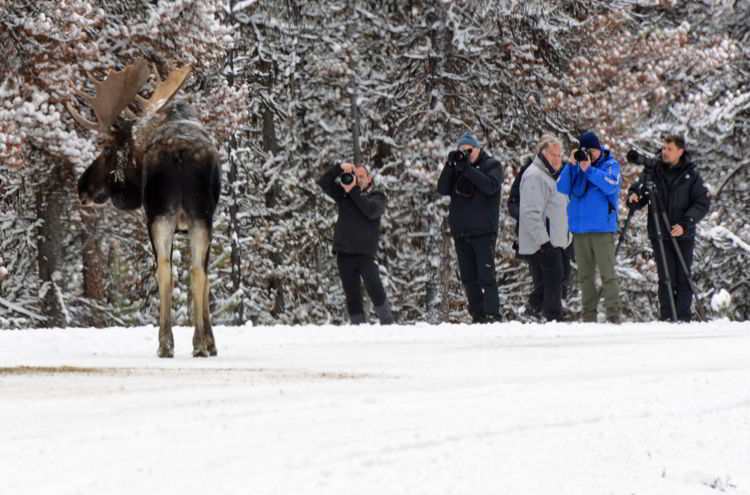 An image of people photographing a bull moose in Jasper National Park in Alberta, Canada - Jasper wildlife watching.