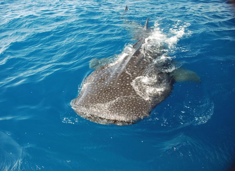 An image of a whale shark in the waters off Isla Mujeres, Mexico. 