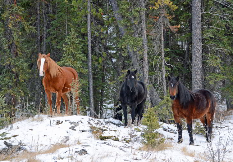 Wild horses in David Thompson Country near Nordegg, Alberta, Canada.