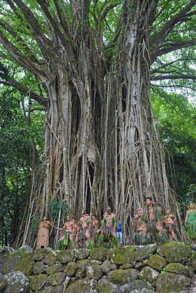 An image of a group of dancers performing in front of an enormous banyan tree on the island of Nuka Hiva in the Marquesas Islands of French Polynesia. 
