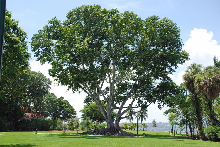 An image of a tree on the Ford Edison Winter Estates in Fort Myers, Florida. 