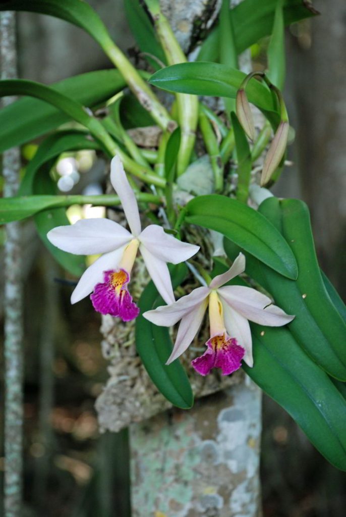 An image of an orchid in the botanical gardens at the Ford Edison Winter Estates in Fort Myers, Florida. 