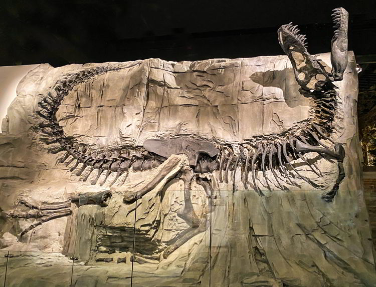 An image of the fossil display known as black beauty at the Royal Tyrrell Museum in Drumheller, Alberta - things to do in Drumheller. 