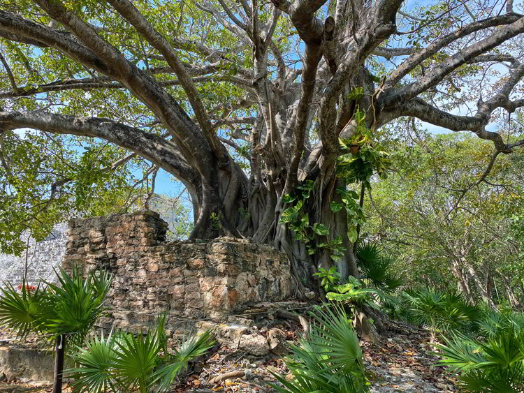 An image of a huge tree at the El Meco Archaeological site in Cancun, Mexico. 