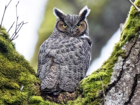 An image of a great horned owl - virtual tours