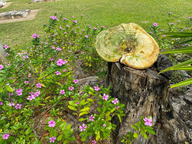 An image of a huge fungi growing at the El Meco archaeological site in Cancun, Mexico. 