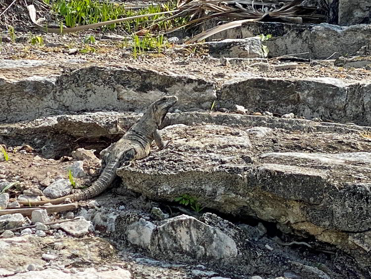 An image of an iguana at the El Meco archaeological site in Cancun, Mexico. 