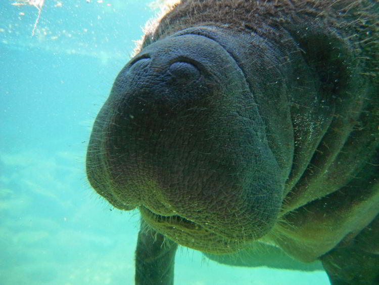 An image of a manatee at Xcaret Park in Mexico. 
