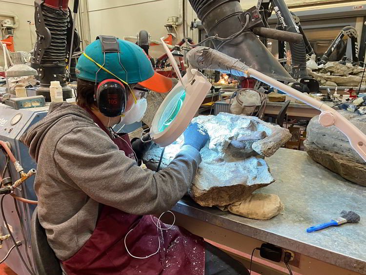 An image of a person working in the preparation lab at the Royal Tyrrell Museum in Drumheller, Alberta. 