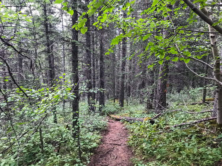 An image of the trail through the forest on the last part of the Heart Mountain Horseshoe hike near Canmore, Alberta. 