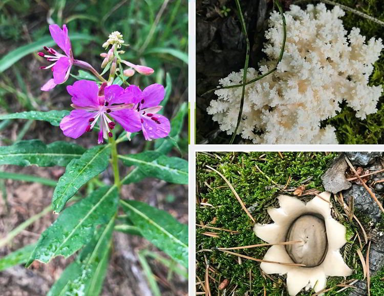 An image of wildflowers and fungi on the Heart Mountain Horseshoe hike near Canmore, Alberta. 