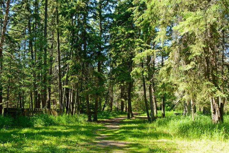 An image of a hiking trail in Big Knife Provincial Park in Alberta, Canada. 