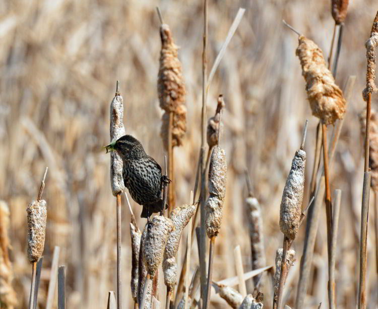 An image of a female red-winged blackbird at Lois Hole Centennial Provincial Park in Alberta, Canada. 