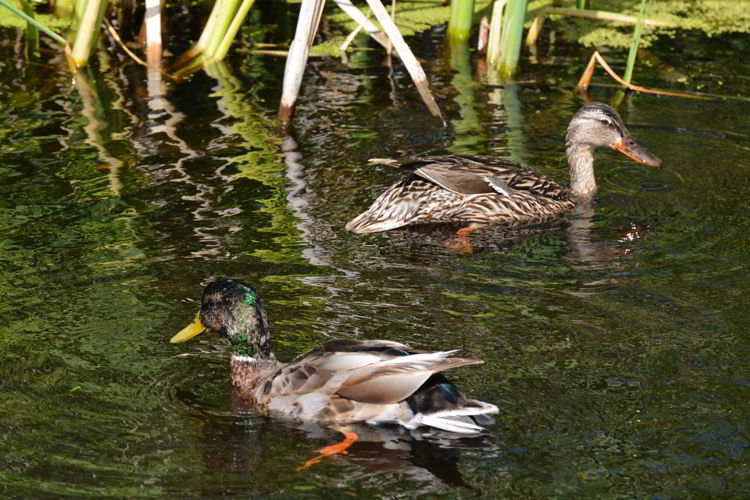 An image of a mating pair of mallard ducks at Lois Hole Provincial Park in Alberta, Canada - Birds in Alberta. 