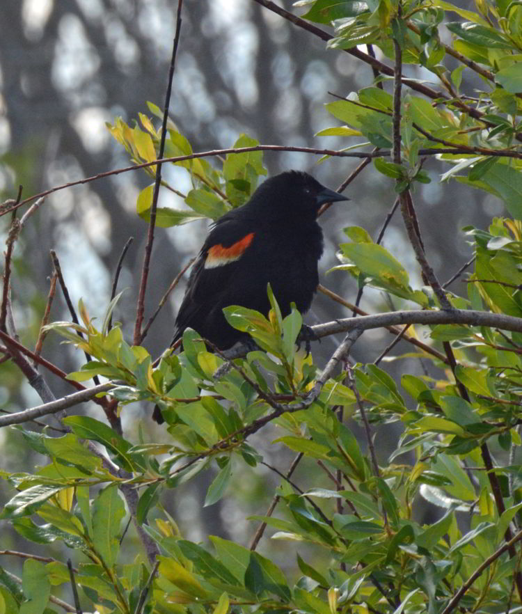 An image of a male red-winged blackbird