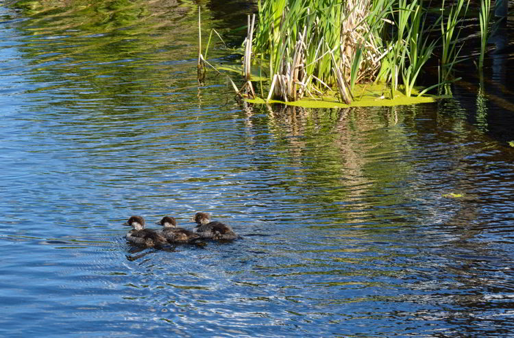 An image of three ducklings at Lois Hole Centennial Provincial Park in Alberta, Canada - Birds in Alberta. 
